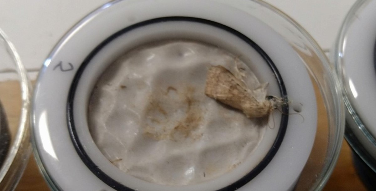 Poor bugger ate too much dust Poor bugger ate too much dust