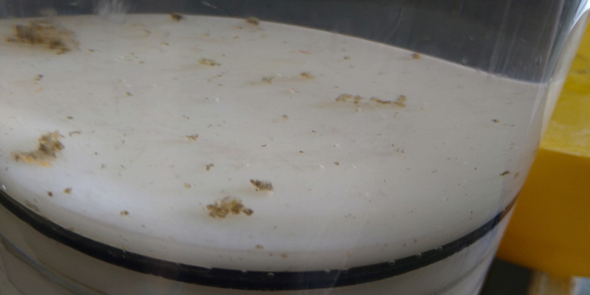 Drifting trap catch at 200m Drifting trap catch at 200m