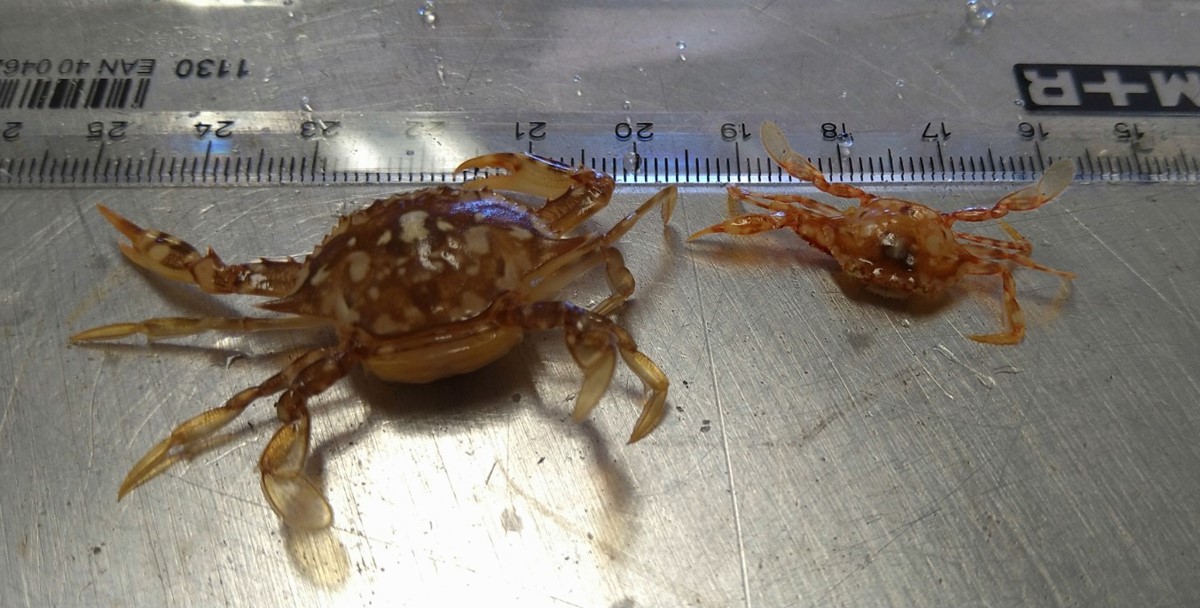 These crabs use the Sargassum to travel the ocean These crabs use the Sargassum to travel the ocean