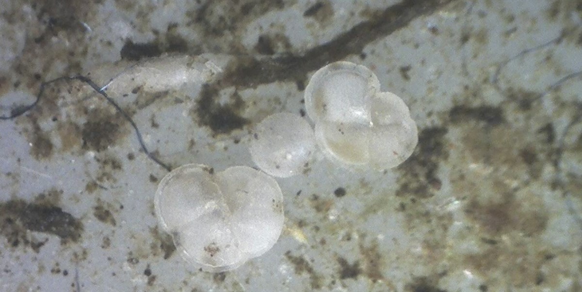 Little critters on the filter: more foraminifera Little critters on the filter: more foraminifera