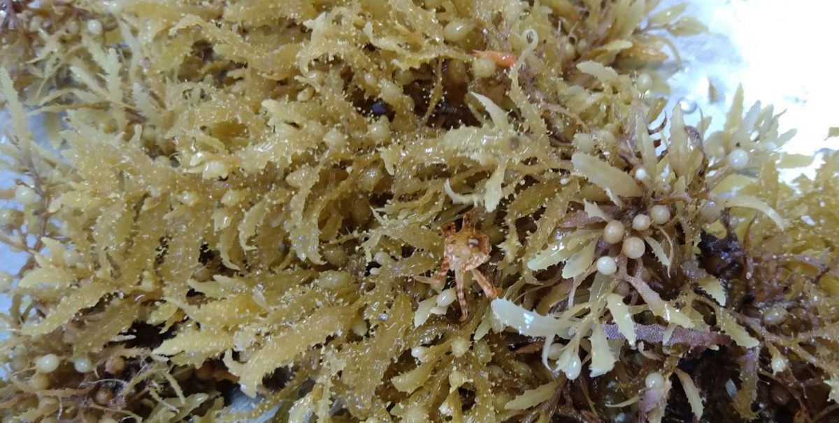 A bunch of Sargassum, which is full of life. It's not the crab's lucky day today... A bunch of Sargassum, which is full of life. It's not the crab's lucky day today...