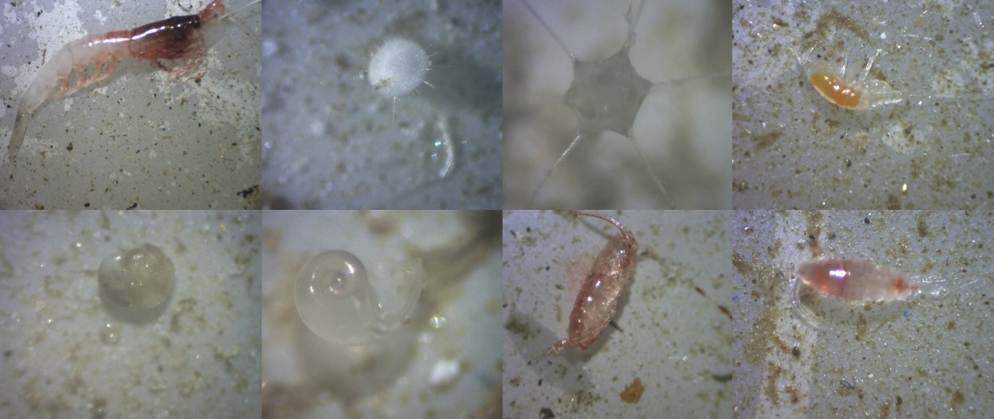 Little ocean creatures caught by the drifting traps Little ocean creatures caught by the drifting traps